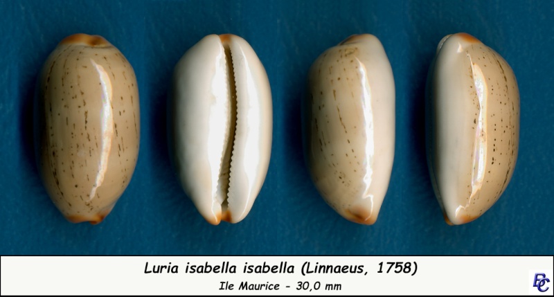 Luria isabella (Linnaeus, 1758) Isabel10