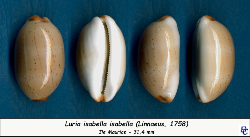 Luria isabella (Linnaeus, 1758) Isabel11