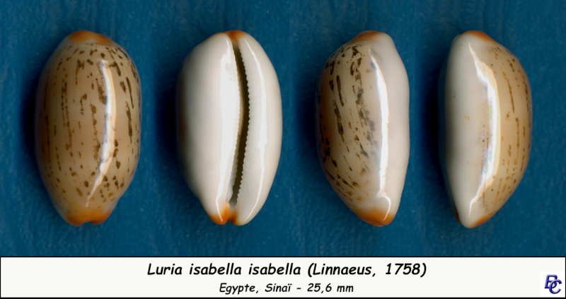 Luria isabella (Linnaeus, 1758) - Page 2 Isabel12