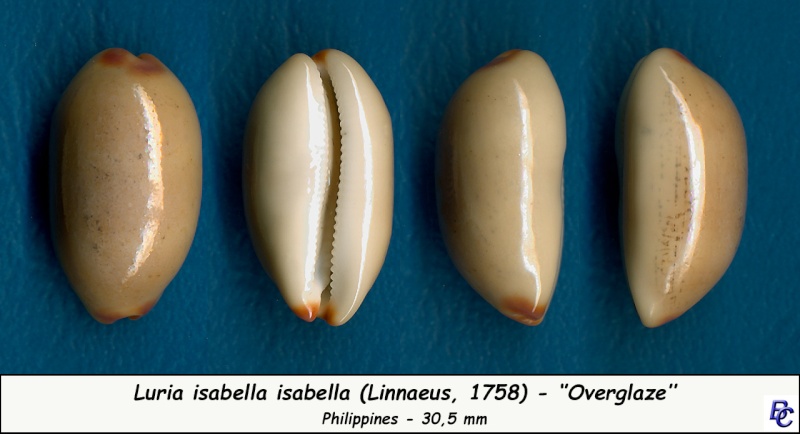 Luria isabella (Linnaeus, 1758) - Page 2 Isabel13