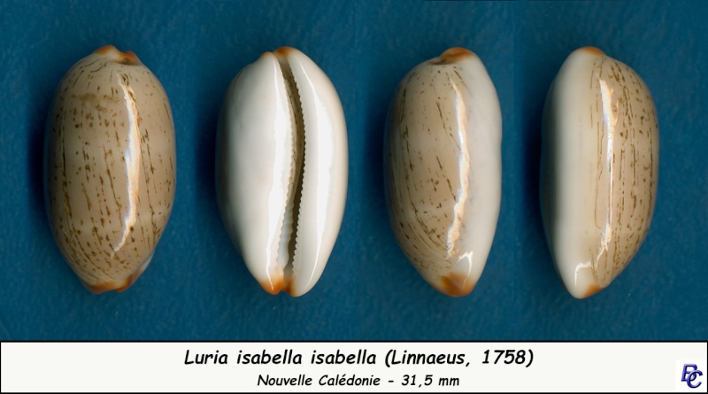 Luria isabella (Linnaeus, 1758) - Page 2 Isabel14