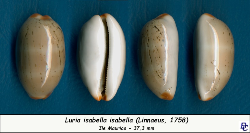 Luria isabella (Linnaeus, 1758) - Page 2 Isabel16