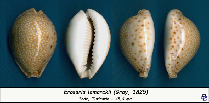Naria lamarckii (J. E. Gray, 1825) Lamarc14