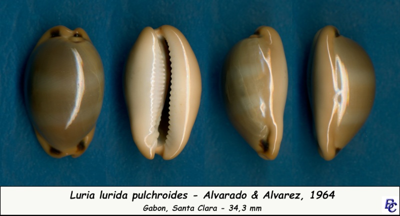 Luria lurida pulchroides (Alvarado & J. Álvarez, 1964) Lurida10