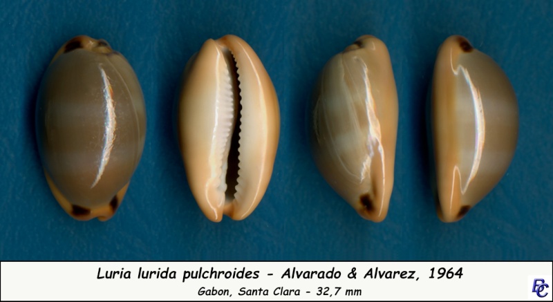 Luria lurida pulchroides (Alvarado & J. Álvarez, 1964) Lurida12