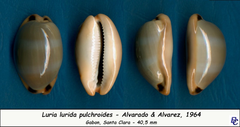 Luria lurida pulchroides (Alvarado & J. Álvarez, 1964) Lurida13