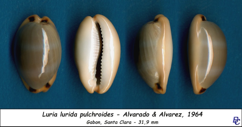 Luria lurida pulchroides (Alvarado & J. Álvarez, 1964) Lurida14