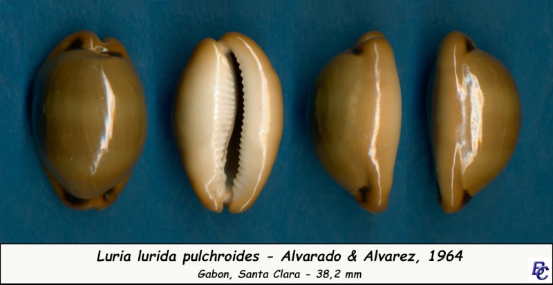 Luria lurida pulchroides (Alvarado & J. Álvarez, 1964) Lurida16