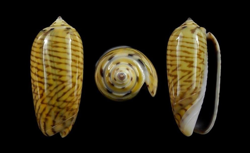 Musteloliva mustelina virgata (Sterba, 2005) - Worms = Oliva mustelina virgata Sterba, 2005 Mustel12