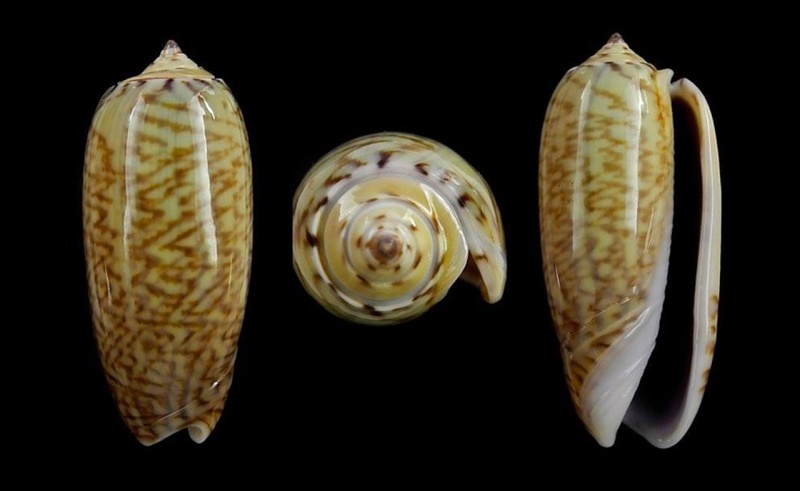 Musteloliva mustelina virgata (Sterba, 2005) - Worms = Oliva mustelina virgata Sterba, 2005 Mustel14