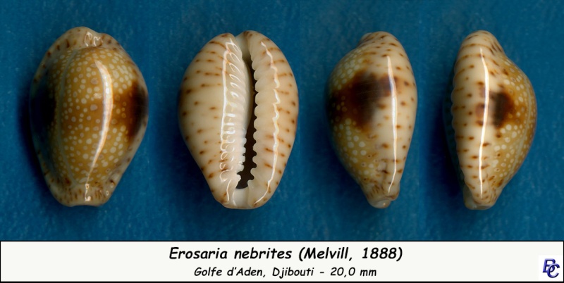 Naria nebrites (Melvill, 1888) Nebrit10