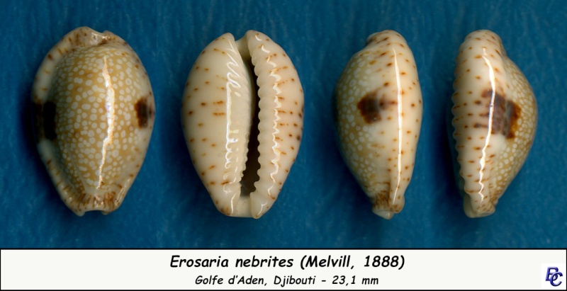 Naria nebrites (Melvill, 1888) Nebrit13