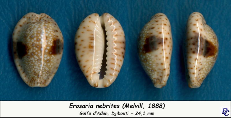 Naria nebrites (Melvill, 1888) Nebrit14