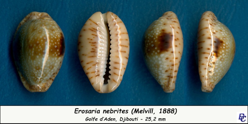 Naria nebrites (Melvill, 1888) Nebrit15