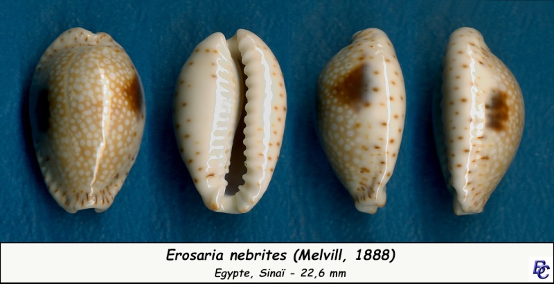 Naria nebrites (Melvill, 1888) Nebrit16