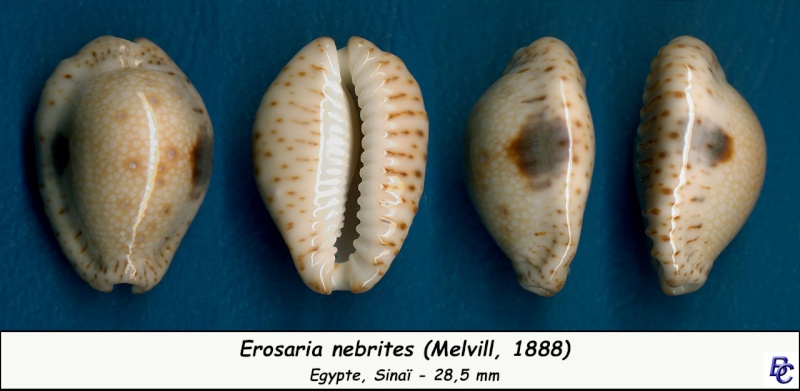 Naria nebrites (Melvill, 1888) Nebrit17