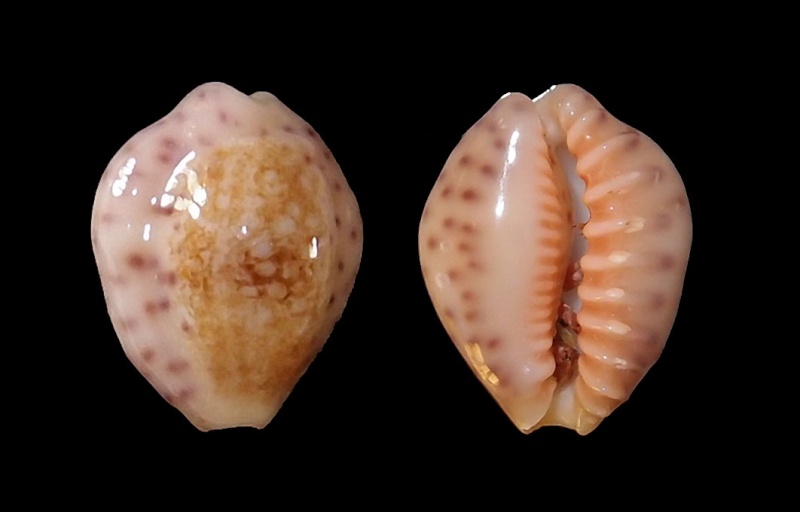 Ovatipsa chinensis variolaria (Lamarck, 1810) P2242110
