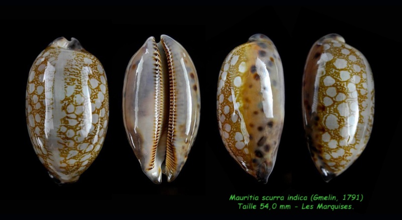 Mauritia scurra scurra - (Gmelin, 1791)  Scurra12