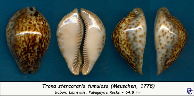 Trona stercoraria var. rattus (Lamarck, 1810) voir Trona stercoraria var. tumulosa (Meuschen, 1778) - Page 2 Sterco11