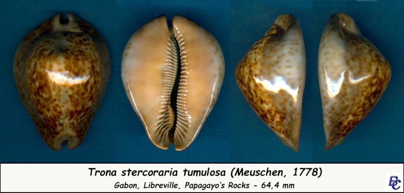 Trona stercoraria var. rattus (Lamarck, 1810) voir Trona stercoraria var. tumulosa (Meuschen, 1778) - Page 2 Sterco12
