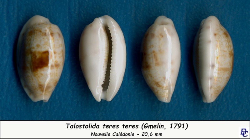Talostolida teres teres - (Gmelin, 1791)  Teres_12