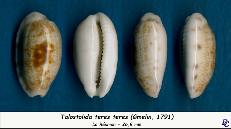Talostolida teres teres - (Gmelin, 1791)  - Page 2 Teres_14