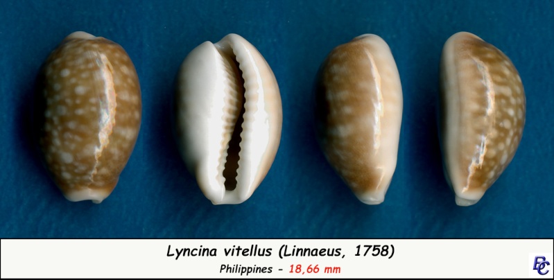 Lyncina vitellus (Linnaeus, 1758)   Vitell10
