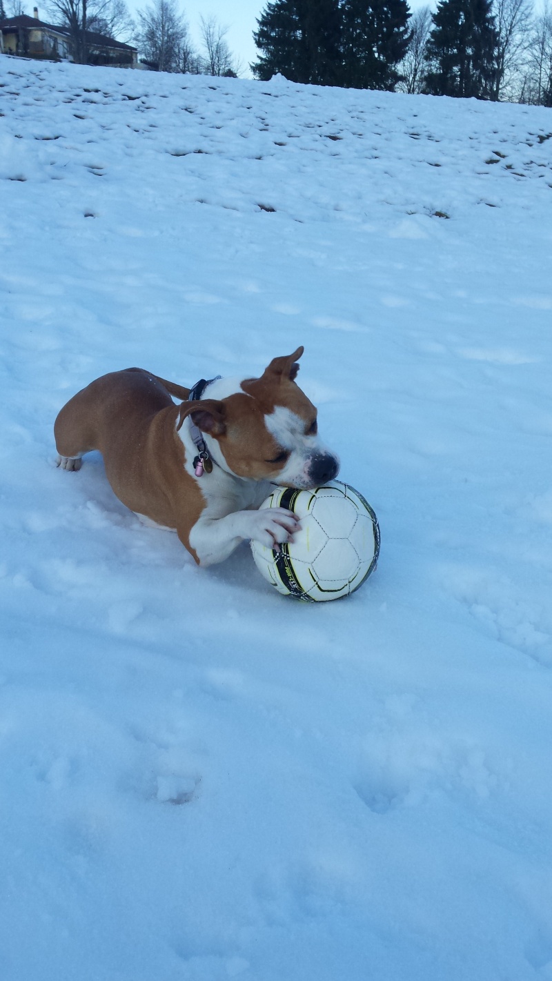 ASHKA, femelle AMSTAFF, 2 ans et demi - Page 6 20160320