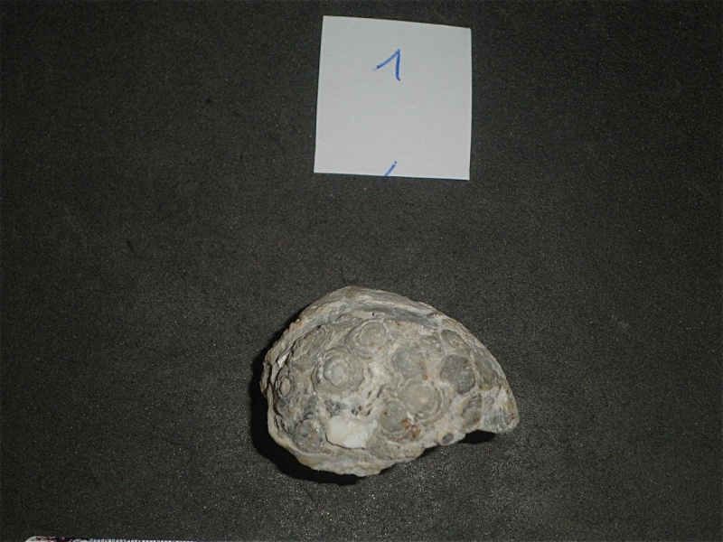 Huîtres et microfossiles charentais  P3221910