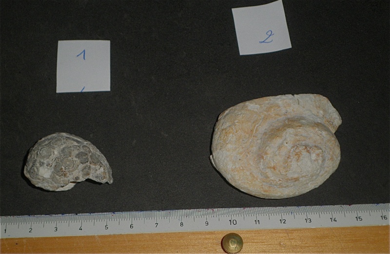Huîtres et microfossiles charentais  P3221911