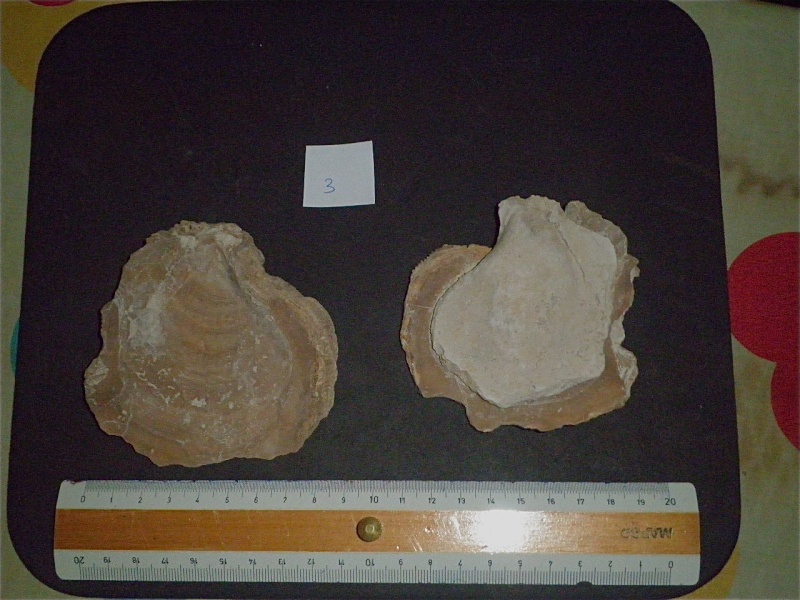 Huîtres et microfossiles charentais  P3221912