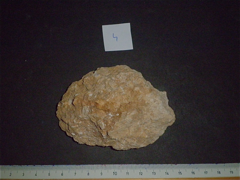 Huîtres et microfossiles charentais  P3221914