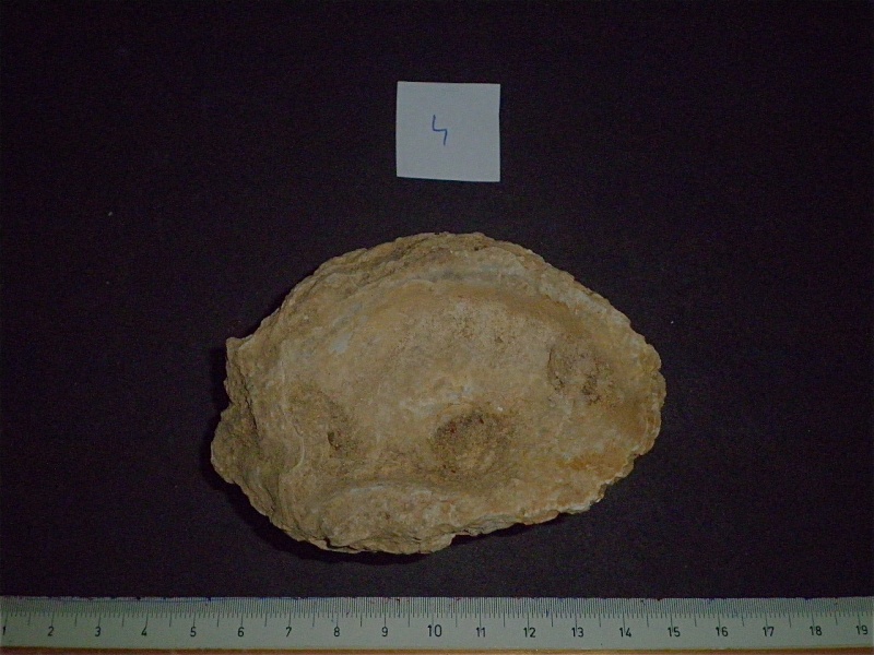 Huîtres et microfossiles charentais  P3221915