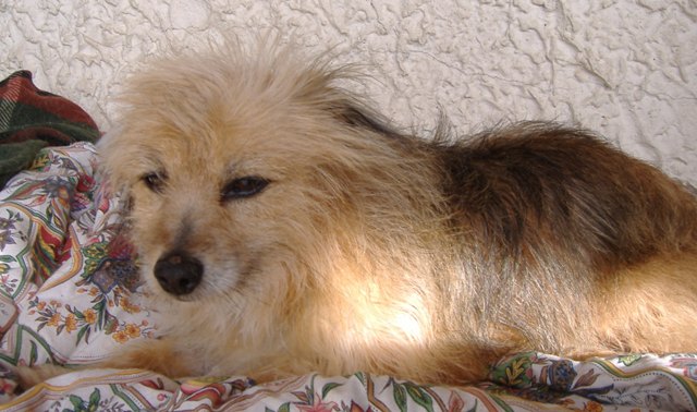 BILLY x griffon/cairn ? miniature sauvé de l'euthanasie en fourrière d'Espagne - en FA dpt 50 pour  asso SOS chiens France  Billy_10