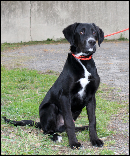 MARS chiot croisé labrador Img_3829