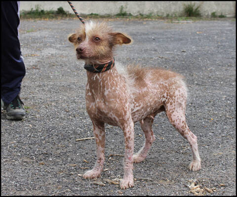 MASHA croisée chien nu du Mexique