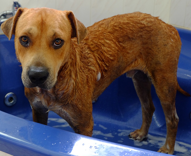 Tour du monde de prévu, vous avez des adresses ?? / Chien à l'adoption Dscf0310