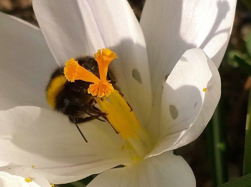 Erste Frühlingsboten im Garten und in Wald und Flur - Seite 36 Narben10