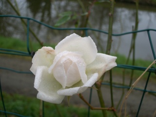 Rosa 'Iceberg' !!! - Page 4 Photo_34