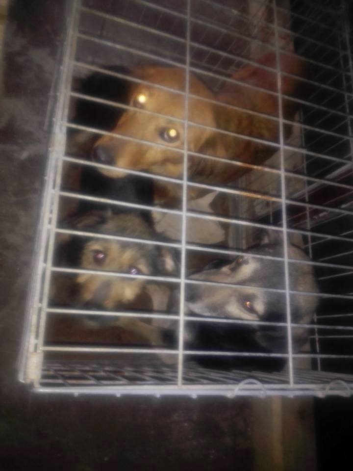 urgences 45 chiens hoardeuse - SOS SERBIE   - SAUVETAGE DE 45 CHIENS RETIRES DANS DE TERRIBLES CONDITIONS -  - Page 3 Photo_11