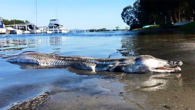 [Tératologie] Une étrange créature s'échoue sur les rives d'un lac australien (février 2016) Cryatu10