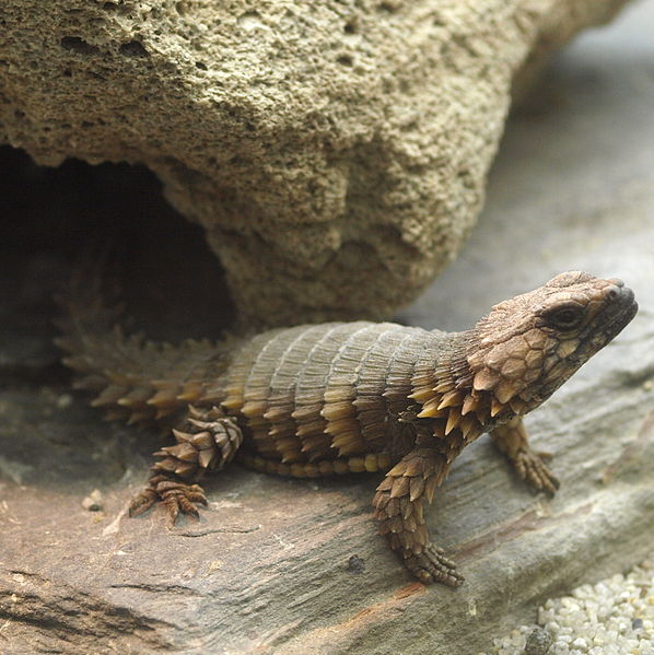  [Zoologie - Reptiles] La zonure (Ouroborus cataphractus) : Un lézard qui ressemble à un petit dragon Ourobo13