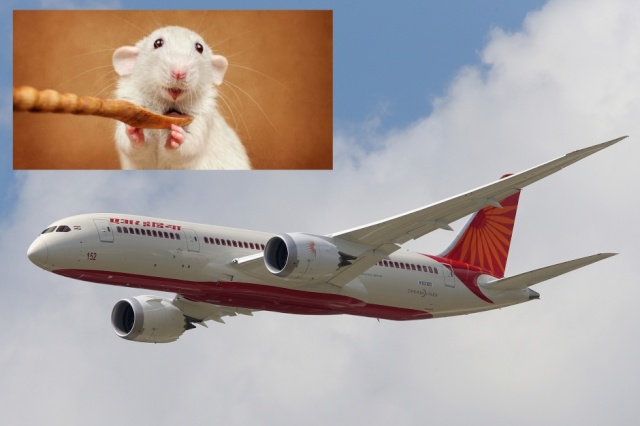 [Zoologie - Mammifères] Un rat a contraint un avion chinois à faire demi-tour (février 2016) Rat_ob10