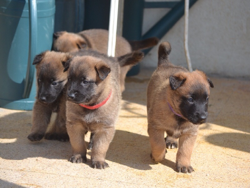 malinois - Recherche élevage de malinois - Page 5 Image106