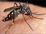 Campanha Contra o Mosquito Aedes Aegpti Downlo13