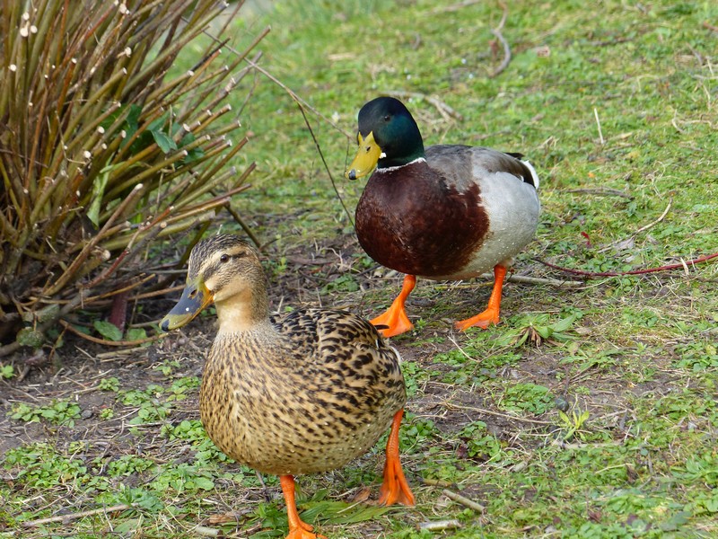 Photo couple de Canard Colvert  Copie_17