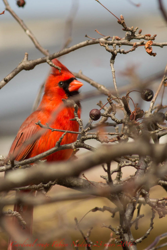 Cardinal rouge Img_7210