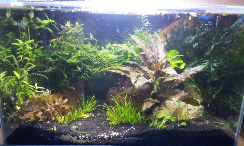 Nanos crevettes aquascapés - Page 3 20160216