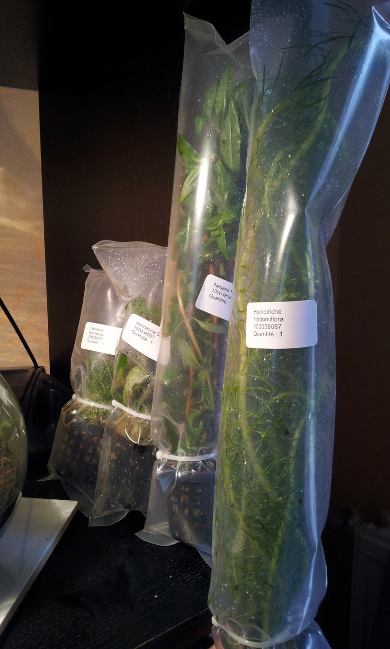 cocoon 7 aquascapé 20160344
