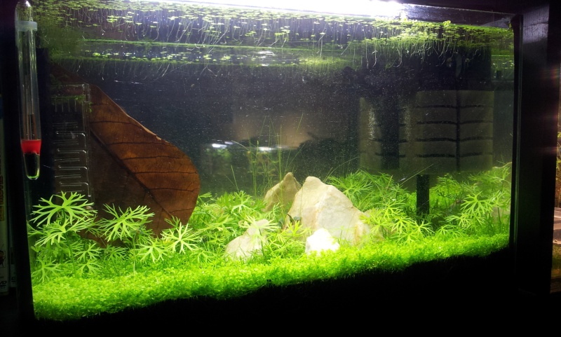 Nanos crevettes aquascapés - Page 3 20160350